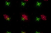 ES-180S RG  Laserworld