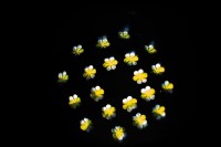 Dataflower 2
